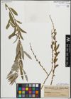 Foto von Salix purpurea L.